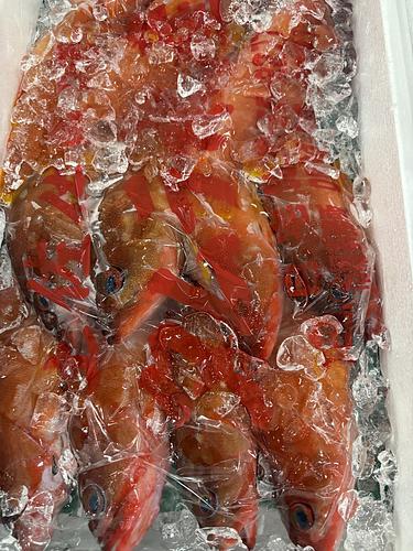 アカハタ11入約3.4kg