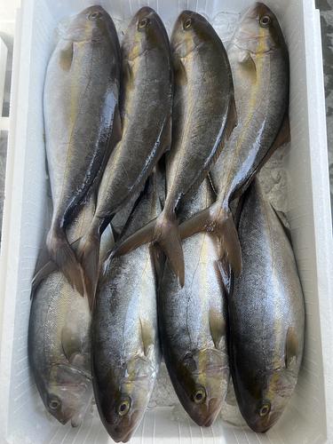 アカビラ5/5.2k8入約5kg(定置)