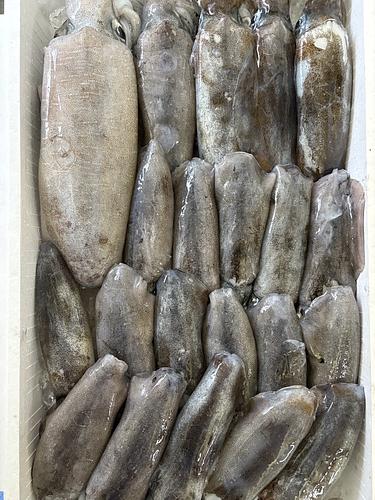 アオリイカ21入約4.2kg(定置)
