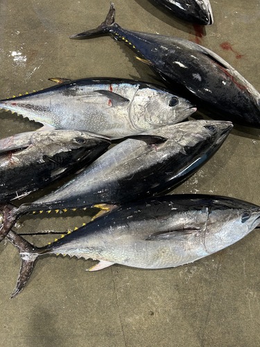 メジマグロ約16kg(定置)