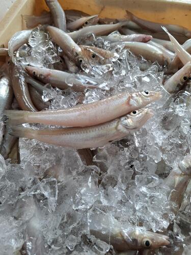 シロギス約2kg(沿岸)