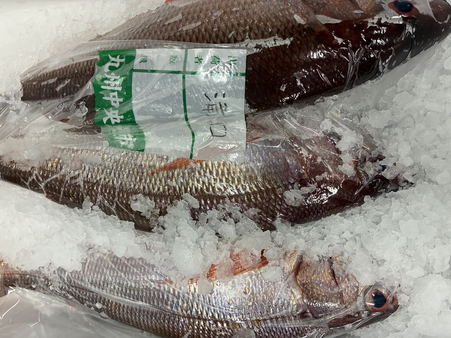 オオグチイシチビキ3入約6kg(沿岸)【業務用の鮮魚仕入れならウーオ】