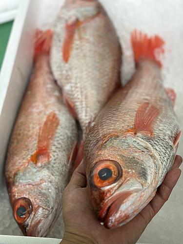 ノドグロ(アカムツ)1入1.6kg1入約1.6kg