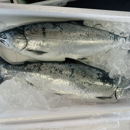 神経〆サクラマス(本マス)2kg up/2入約4.5kg(沿岸)