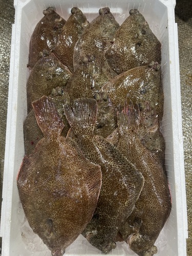 本メイタガレイ13入約5kg(底曳)