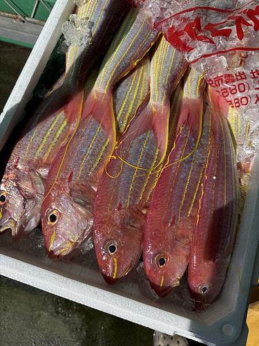 イトヨリダイ10入約5.4kg(底曳)