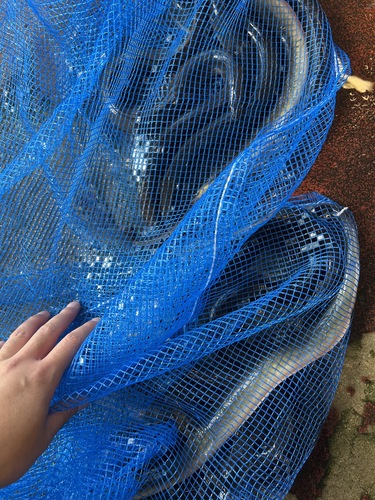 ウナギ天然10入約2.1kg(釣)