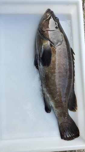 神経〆クエ(養殖)4.8~6.0kg1入約5.5kg