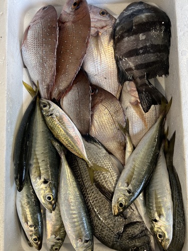鮮魚BOX約3.6kg(沿岸)