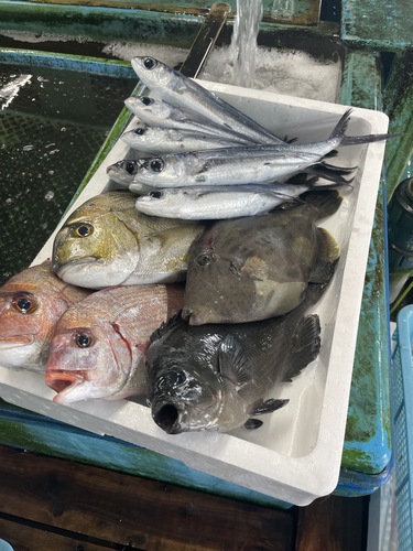 鮮魚BOX約5kg(定置)