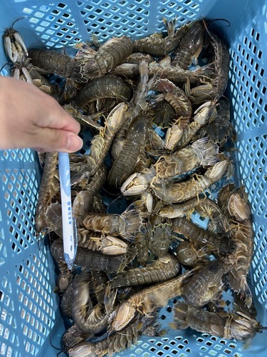 シャコ約5kg(沿岸)