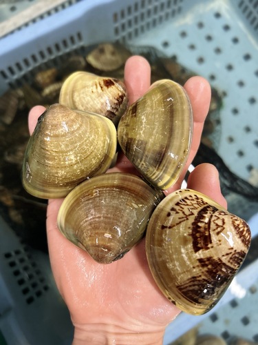 活ハマグリ