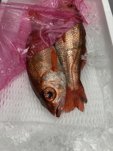 赤ムツ2入約2kg(釣)