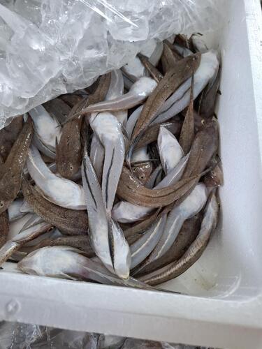 ネズミゴチ約6kg(沿岸)
