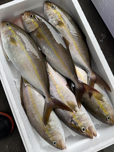 活〆カンパチ6入約5.6kg(定置)