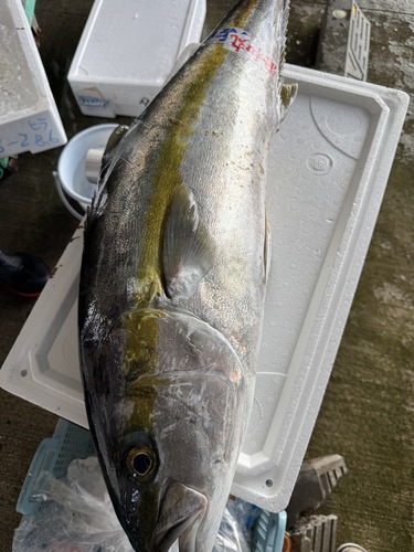 活〆ヒラマサ1入約8.8kg(釣)