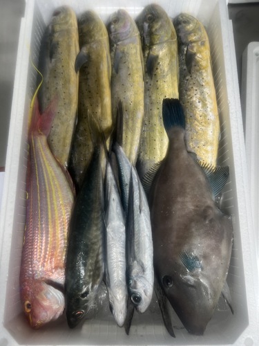 鮮魚BOX約5.3kg(定置)