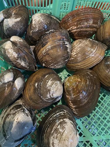 ホッキ貝14-16入約5kg(沿岸)