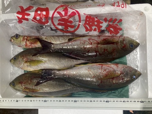 イサキ6入約3kg(釣)