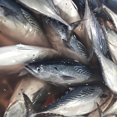 ヤイトガツオ2入約4kg(巻網)