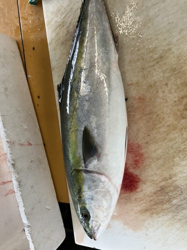 ブリ10/12k2入約11kg(定置)