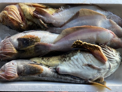 鮮魚BOX約5kg(刺網)