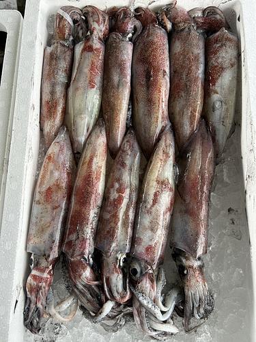 ケンサキイカ11入約2.4kg(定置)