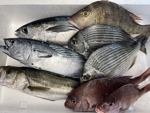 鮮魚BOX②約4.6kg(定置)
