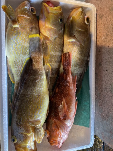 鮮魚BOX5入約3.3kg(釣)