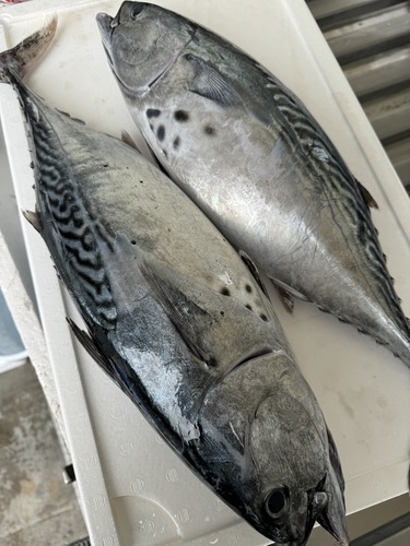 活〆スマ2入約5kg(定置)
