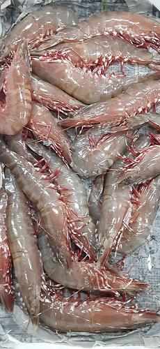 クマエビ大サイズ18入約1.5kg(底曳)