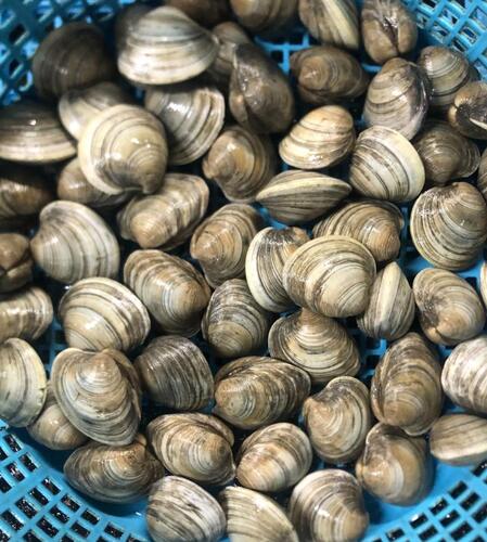 ホンビノス貝約4kg(沿岸)