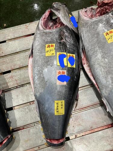マグロ加工品本マグロカマ1入約0.8kg(巻網)