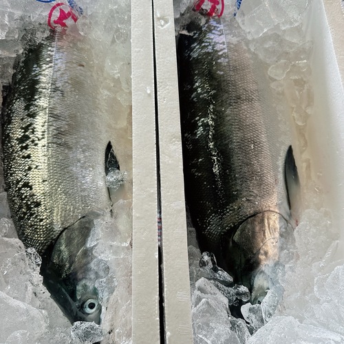活〆サケ（時不知）2,5/2,6k/2入約5kg(沿岸)