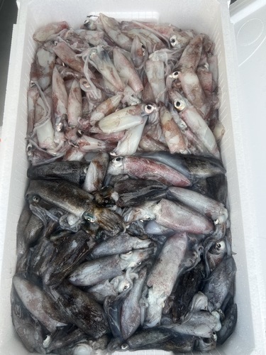 鮮魚BOX約5.5kg(定置)