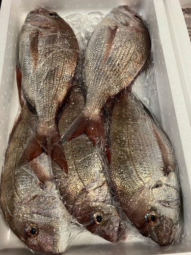 マダイ5入約5kg