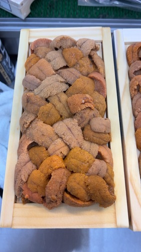 バフンウニ（板）30入約3kg