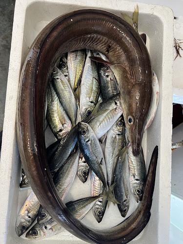 鮮魚BOX③約4.9kg(定置)