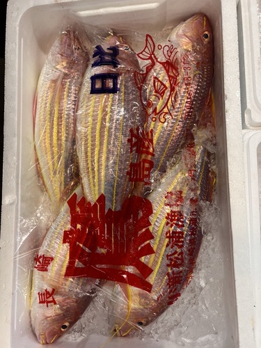 イトヨリダイ800サイズ5入約4kg(定置)