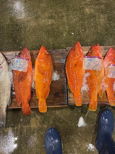 活〆アカハタ1キロ4入約4kg(釣)