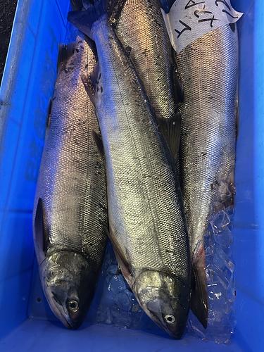 鮭メス2入約6kg(沿岸)
