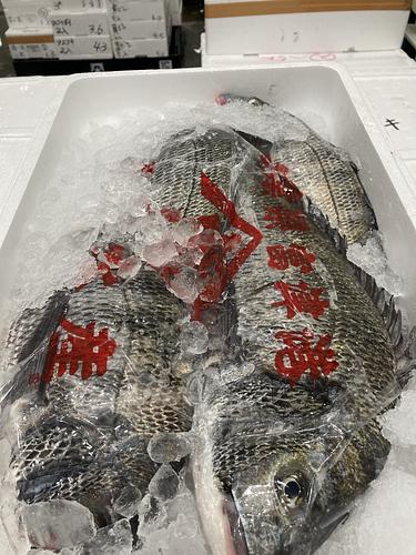クロダイ4入約5kg