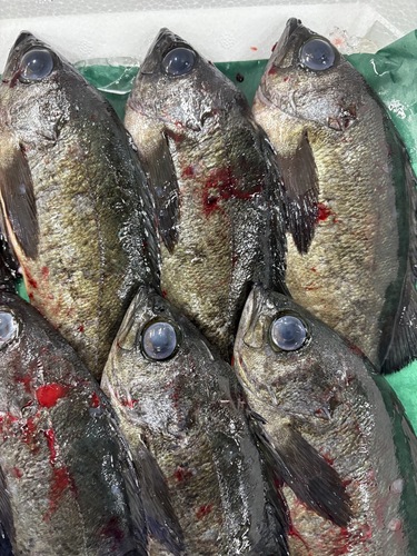 活〆メバル8入約2kg