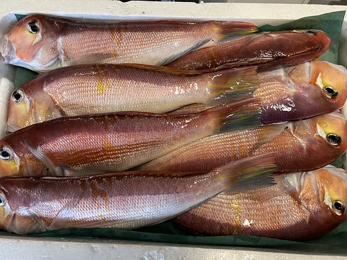 若狭ぐじ(釣)