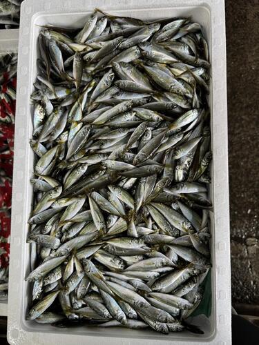小アジまめあじ　約2kg(定置)
