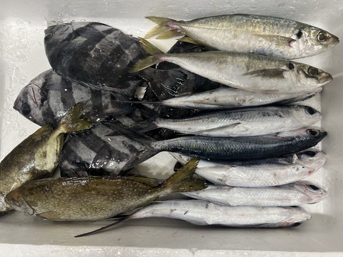鮮魚BOX約3.3kg(沿岸)