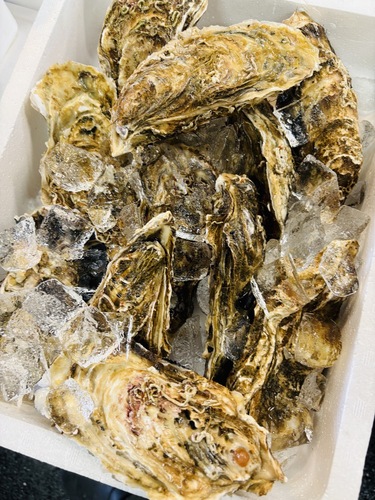 活カキ200gアップ40入約8kg(養殖)