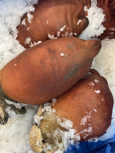 ホヤ7入約5kg(沿岸)