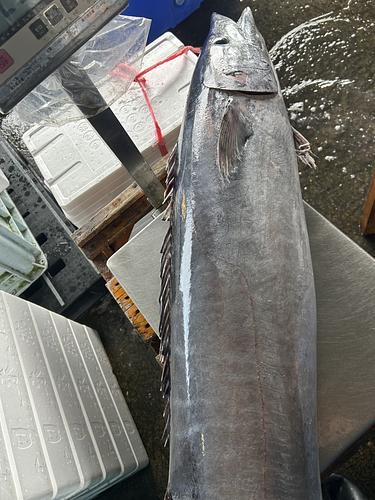 カマスサワラ10-15k前後1入約11kg(定置)