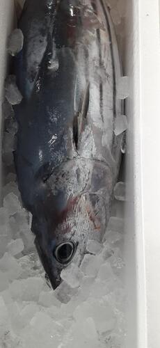 カツオ9.0kg台1入約9kg(釣)